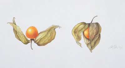 Kaapse kruisbes (Physalis peruviana) 1996 door Margaret Ann Eden